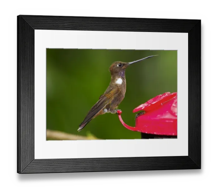 Framed Print : Brown Inca (Coeligena wilsoni) adult, perched at feeder in montane rainforest, Andes, Ecuador, November Framed Print : Brown Inca (Coeligena wilsoni) adult, perched at feeder in montane rainforest, Andes, Ecuador, November