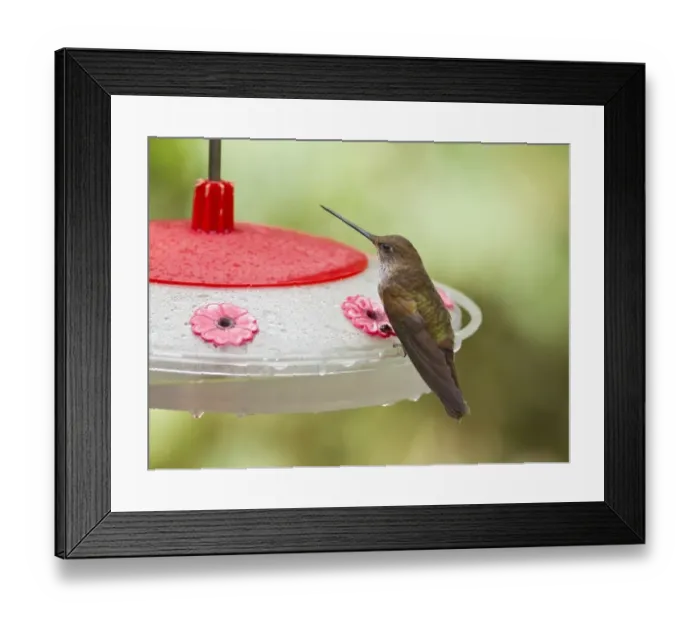 Framed Print : Bronzy Inca (Coeligena coeligena) adult, perched at feeder in montane rainforest, Andes, Ecuador, November Framed Print : Bronzy Inca (Coeligena coeligena) adult, perched at feeder in montane rainforest, Andes, Ecuador, November