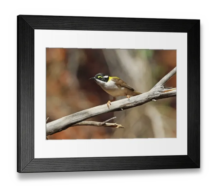 Framed Print : Black-chinned Honeyeater (Melithreptus gularis laetior) Golden-backed subspecies, adult, perched on branch Framed Print : Black-chinned Honeyeater (Melithreptus gularis laetior) Golden-backed subspecies, adult, perched on branch