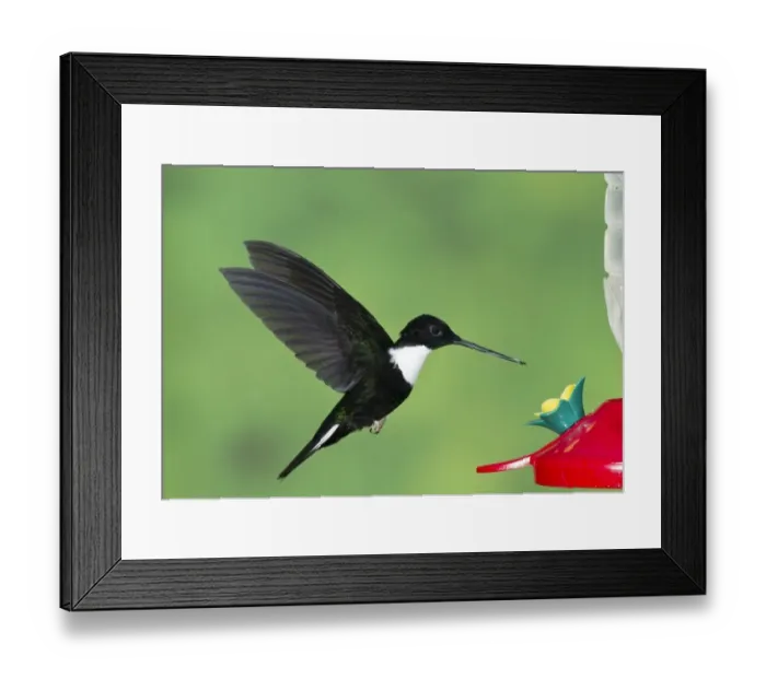 Framed Print : Collared Inca (Coeligena torquata) adult male, in flight, hovering at feeder in montane rainforest, Andes, Ecuador