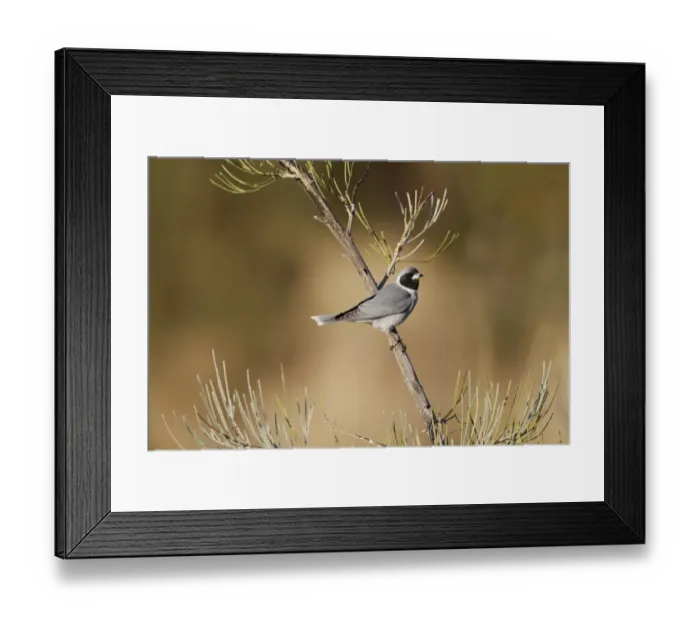 Framed Print : Masked Woodswallow (Artamus personatus) adult, perched on bush, Uluru-Kata Tjuta N. P Framed Print : Masked Woodswallow (Artamus personatus) adult, perched on bush, Uluru-Kata Tjuta N. P