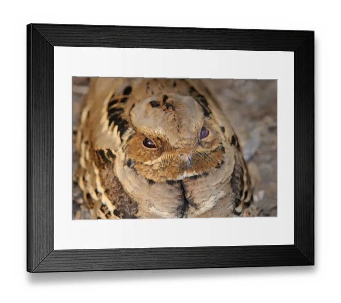 Framed Print : Indian Nightjar (Caprimulgus asiaticus) adult, close-up of head, Keoladeo Ghana N. P Framed Print : Indian Nightjar (Caprimulgus asiaticus) adult, close-up of head, Keoladeo Ghana N. P