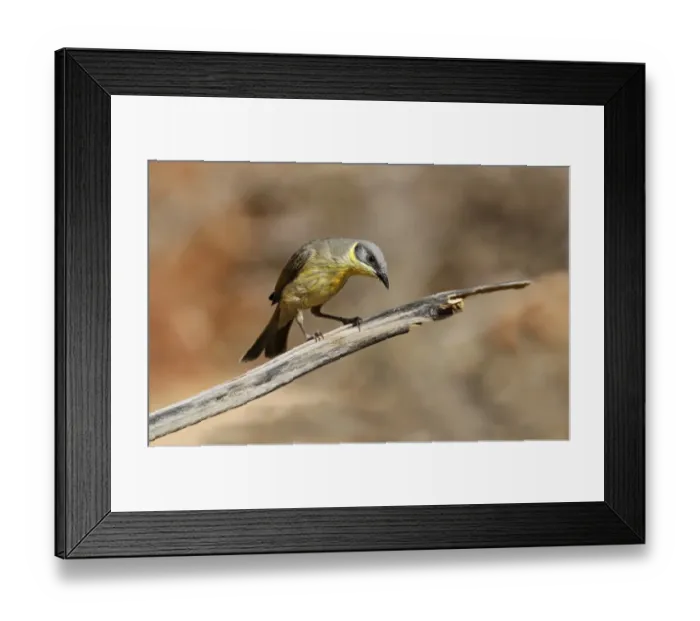 Framed Print : Grey-headed Honeyeater (Lichenostomus keartlandi) adult, perched on twig, Ormiston Gorge, West MacDonnell N. P