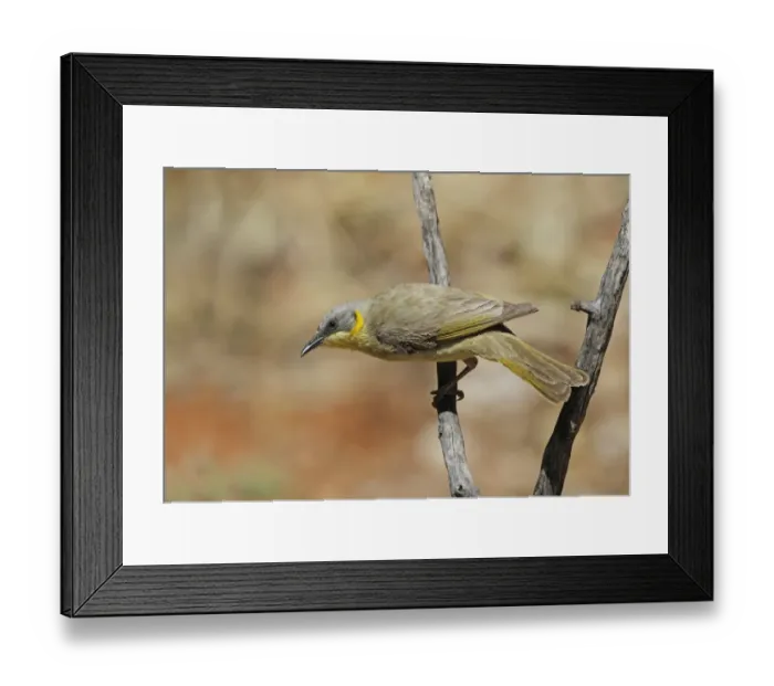 Framed Print : Grey-headed Honeyeater (Lichenostomus keartlandi) adult, perched on twig, Ormiston Gorge, West MacDonnell N. P Framed Print : Grey-headed Honeyeater (Lichenostomus keartlandi) adult, perched on twig, Ormiston Gorge, West MacDonnell N. P
