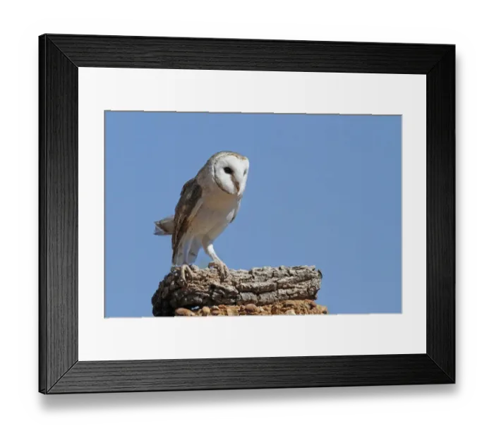 Framed Print : Australian Barn Owl (Tyto delicatula) adult, standing on log during daytime, Uluru-Kata Tjuta N. P Framed Print : Australian Barn Owl (Tyto delicatula) adult, standing on log during daytime, Uluru-Kata Tjuta N. P
