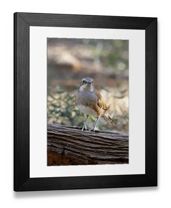 Framed Print : Chestnut-backed Quail-thrush (Cinclosoma castanotus) adult female, perched on log, Red Centre, Northern Territory Framed Print : Chestnut-backed Quail-thrush (Cinclosoma castanotus) adult female, perched on log, Red Centre, Northern Territory