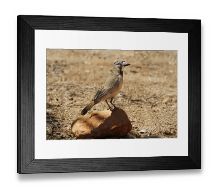 Framed Print : Crested Bellbird (Oreoica gutturalis) adult, perched on rock, Red Centre, Northern Territory, Australia, September Framed Print : Crested Bellbird (Oreoica gutturalis) adult, perched on rock, Red Centre, Northern Territory, Australia, September