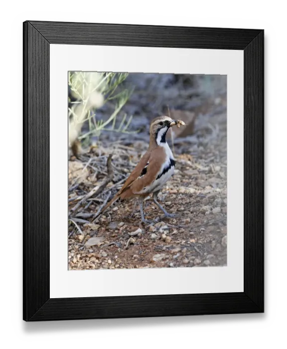 Framed Print : Cinnamon Quail-thrush (Cinclosoma cinnamomeum) adult, with insect prey in beak, Red Centre, Northern Territory Framed Print : Cinnamon Quail-thrush (Cinclosoma cinnamomeum) adult, with insect prey in beak, Red Centre, Northern Territory