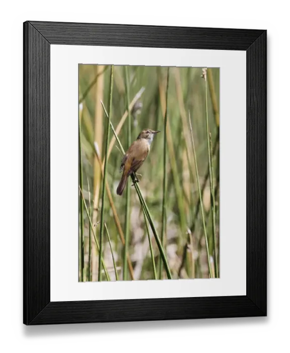 Framed Print : Australian Reed-warbler (Acrocephalus australis) adult, perched on stems at river edge, Glen Helen Gorge Framed Print : Australian Reed-warbler (Acrocephalus australis) adult, perched on stems at river edge, Glen Helen Gorge