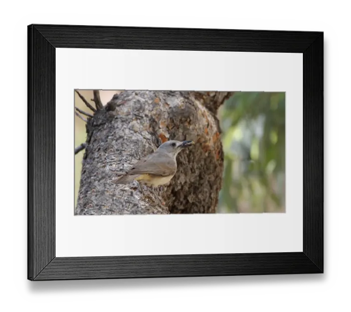Framed Print : Sandstone Shrike-thrush (Colluricincla woodwardi) adult, with grasshopper prey in beak, standing on log Framed Print : Sandstone Shrike-thrush (Colluricincla woodwardi) adult, with grasshopper prey in beak, standing on log