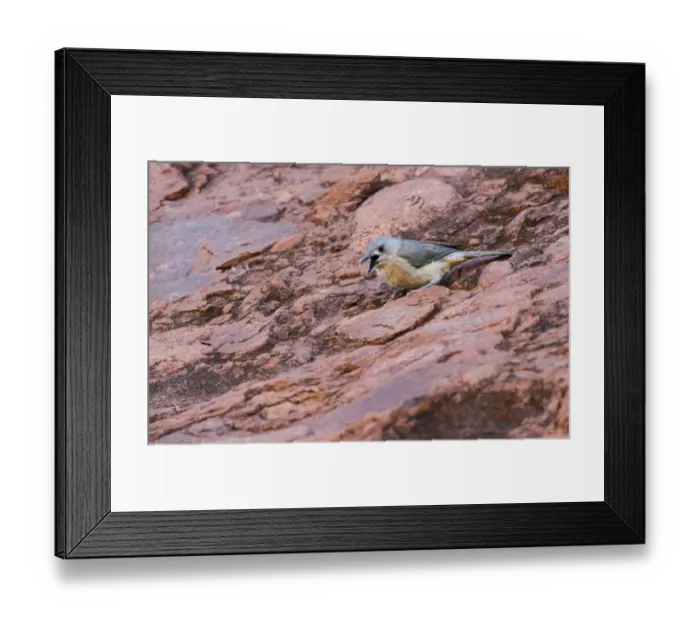 Framed Print : Sandstone Shrike-thrush (Colluricincla woodwardi) adult, calling, standing on rocks, The Olgas, Uluru-Kata Tjuta N. P Framed Print : Sandstone Shrike-thrush (Colluricincla woodwardi) adult, calling, standing on rocks, The Olgas, Uluru-Kata Tjuta N. P