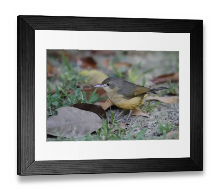 Framed Print : Atherton Scrubwren (Sericornis keri) adult, foraging amongst leaf litter, Atherton Tableland, Great Dividing Range