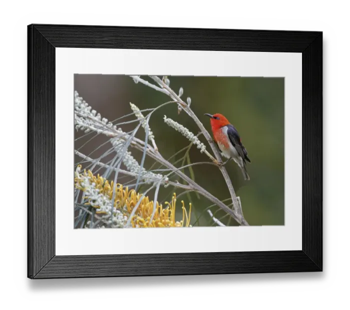 Framed Print : Scarlet Myzomela (Myzomela sanguinolenta) adult male, feeding on nectar from Honey Grevillea (Grevillea eriostachya) Framed Print : Scarlet Myzomela (Myzomela sanguinolenta) adult male, feeding on nectar from Honey Grevillea (Grevillea eriostachya)