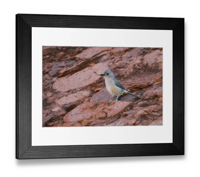 Framed Print : Sandstone Shrike-thrush (Colluricincla woodwardi) adult, standing on rocks, The Olgas, Uluru-Kata Tjuta N. P Framed Print : Sandstone Shrike-thrush (Colluricincla woodwardi) adult, standing on rocks, The Olgas, Uluru-Kata Tjuta N. P