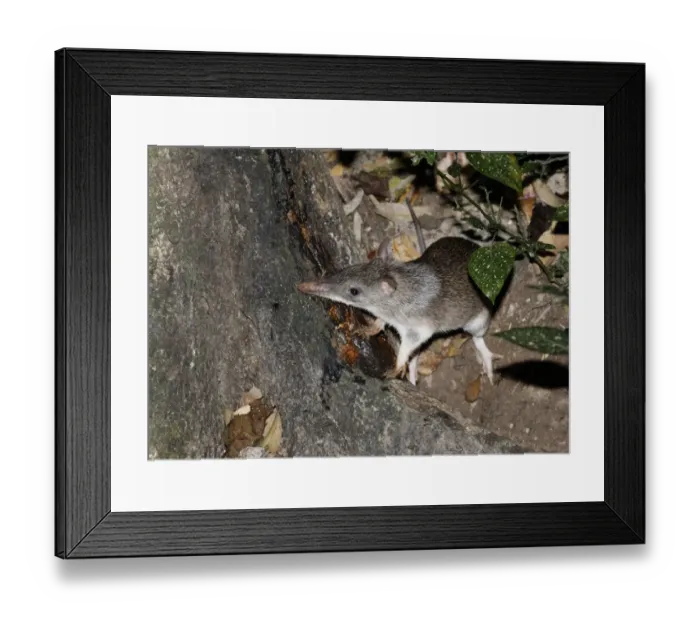 Framed Print : Long-nosed Bandicoot (Perameles nasuta) adult, with parasitic ticks on ears, feeding on tree sap in forest at night Framed Print : Long-nosed Bandicoot (Perameles nasuta) adult, with parasitic ticks on ears, feeding on tree sap in forest at night