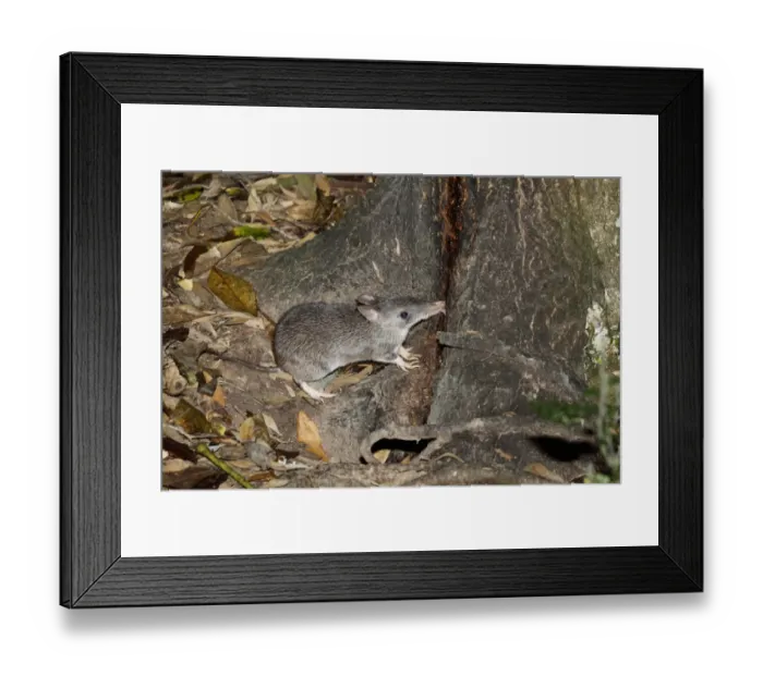 Framed Print : Long-nosed Bandicoot (Perameles nasuta) adult, with parasitic ticks on ears, feeding on tree sap in forest at night Framed Print : Long-nosed Bandicoot (Perameles nasuta) adult, with parasitic ticks on ears, feeding on tree sap in forest at night