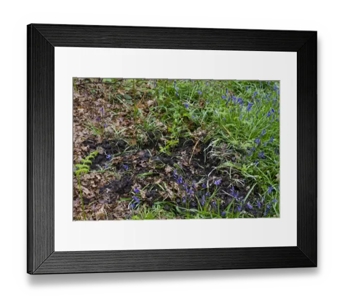 Framed Print : Eurasian Wild Boar (Sus scrofa) feeding sign, rooting damage to Bluebells (Endymion non-scriptus) Framed Print : Eurasian Wild Boar (Sus scrofa) feeding sign, rooting damage to Bluebells (Endymion non-scriptus)