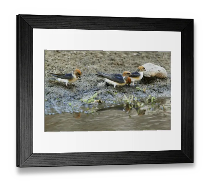 Framed Print : Fairy Martin (Petrochelidon ariel) four adults, collecting mud for nesting material, Ormiston Gorge Framed Print : Fairy Martin (Petrochelidon ariel) four adults, collecting mud for nesting material, Ormiston Gorge