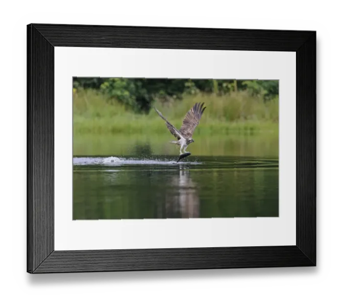 Framed Print : Osprey (Pandion haliaetus) adult, in flight, catching fish from small lochan, Rothiemurchus Forest, Strathspey Framed Print : Osprey (Pandion haliaetus) adult, in flight, catching fish from small lochan, Rothiemurchus Forest, Strathspey