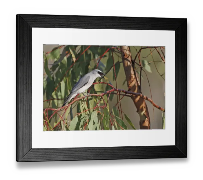 Framed Print : White-bellied Cuckooshrike (Coracina papuensis) adult male, calling, perched on eucalyptus twig, Atherton Tableland