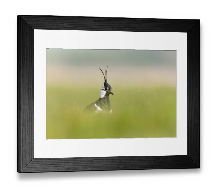 Framed Print : Blacktip Shark (Carcharhinus limbatus) and Long-beaked Common Dolphin (Delphinus capensis) adults