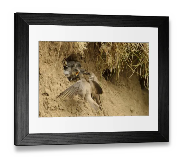 Framed Print : Sand Martin (Riparia riparia) adult pair feeding chicks, at nesthole entrance in sandbank, River Dove, Staffordshire Framed Print : Sand Martin (Riparia riparia) adult pair feeding chicks, at nesthole entrance in sandbank, River Dove, Staffordshire