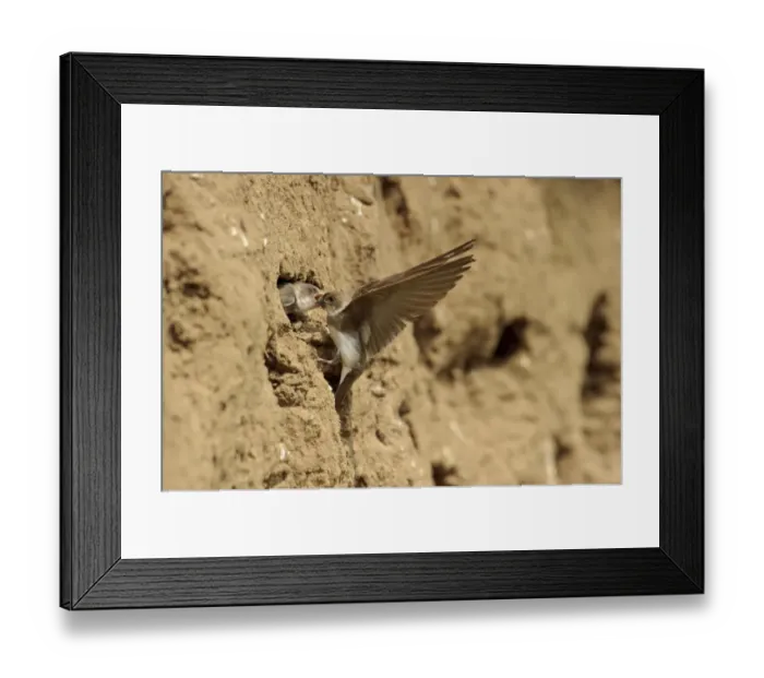 Framed Print : Sand Martin (Riparia riparia) adult feeding chick, at nesthole entrance in sandbank, River Dove, Staffordshire Framed Print : Sand Martin (Riparia riparia) adult feeding chick, at nesthole entrance in sandbank, River Dove, Staffordshire