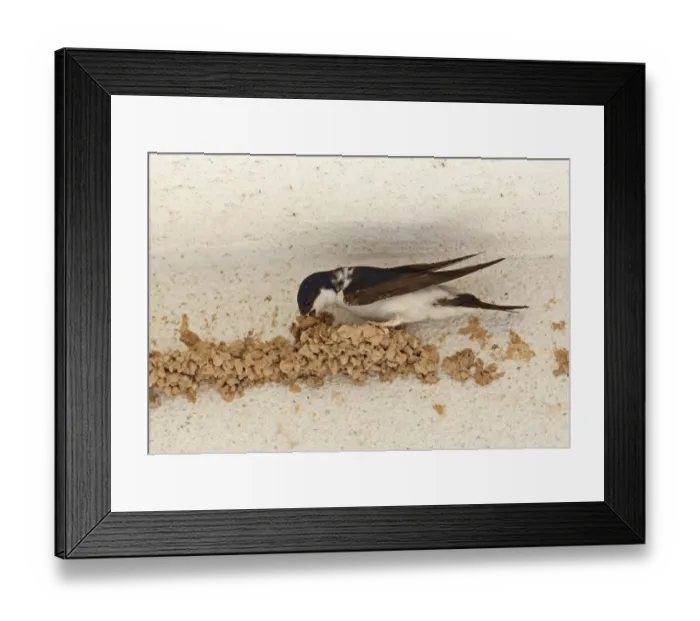 Framed Print : Common House Martin (Delichon urbica) adult, building mud nest on wall, near Ronda, Andalucia, Spain, May Framed Print : Common House Martin (Delichon urbica) adult, building mud nest on wall, near Ronda, Andalucia, Spain, May