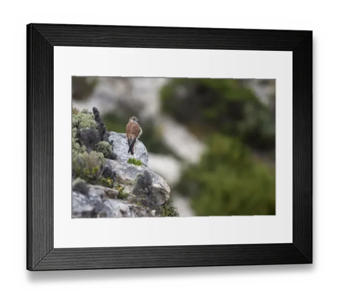 Framed Print : Nankeen Kestrel (Falco cenchroides) adult female, standing on rock, Kangaroo Island, South Australia, Australia Framed Print : Nankeen Kestrel (Falco cenchroides) adult female, standing on rock, Kangaroo Island, South Australia, Australia