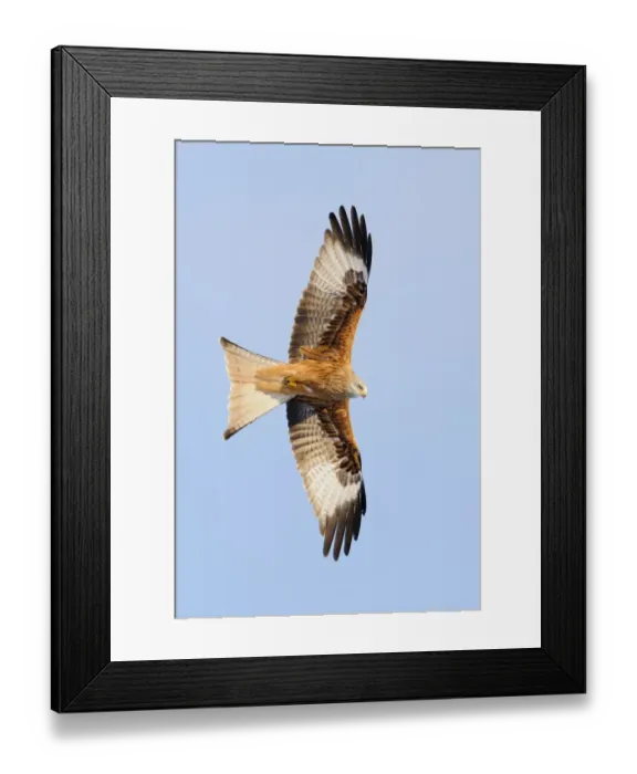 Framed Print : Red Kite (Milvus milvus) adult, in flight, Gigrin Farm, Powys, Wales, December Framed Print : Red Kite (Milvus milvus) adult, in flight, Gigrin Farm, Powys, Wales, December