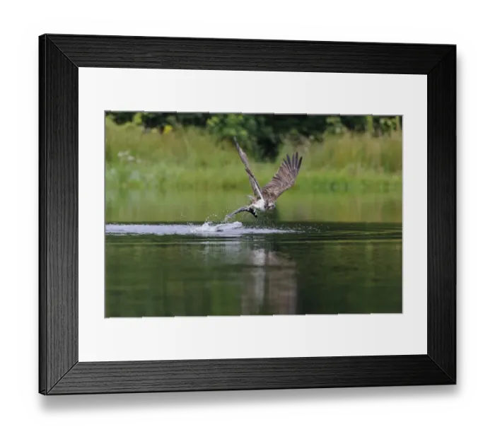 Framed Print : Osprey (Pandion haliaetus) adult, in flight, catching fish from small lochan, Rothiemurchus Forest, Strathspey Framed Print : Osprey (Pandion haliaetus) adult, in flight, catching fish from small lochan, Rothiemurchus Forest, Strathspey