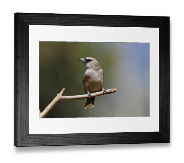 Framed Print : Black-faced Woodswallow (Artamus cinereus) adult, perched on twig, Ormiston Gorge, West MacDonnell N. P Framed Print : Black-faced Woodswallow (Artamus cinereus) adult, perched on twig, Ormiston Gorge, West MacDonnell N. P