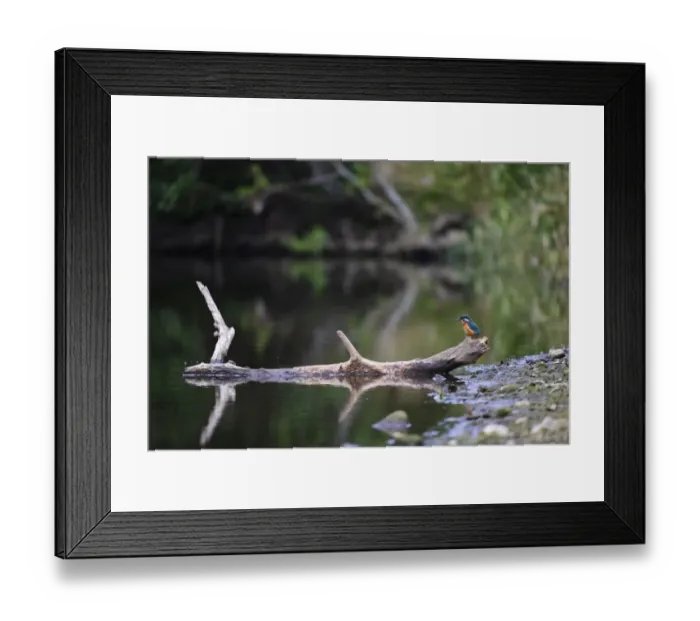 Framed Print : Common Kingfisher (Alcedo atthis) adult female, perched on log at edge of river habitat, River Dove, Staffordshire Framed Print : Common Kingfisher (Alcedo atthis) adult female, perched on log at edge of river habitat, River Dove, Staffordshire