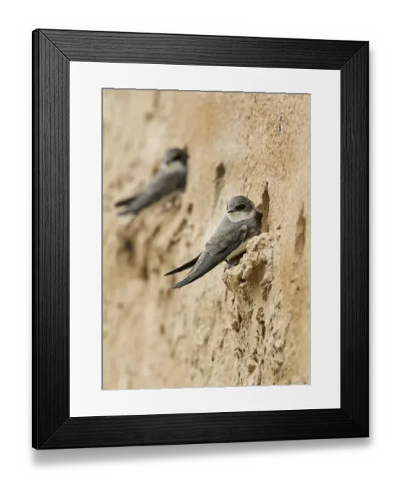 Framed Print : Sand Martin (Riparia riparia) two adults, at nestholes in artificial nesting bank, Leicestershire, England, April Framed Print : Sand Martin (Riparia riparia) two adults, at nestholes in artificial nesting bank, Leicestershire, England, April