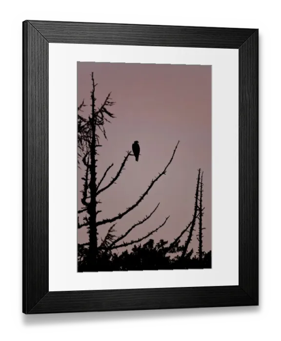 Framed Print : Osprey (Pandion haliaetus) adult, perched in tree, silhouetted at dusk, Cairngorms N. P Framed Print : Osprey (Pandion haliaetus) adult, perched in tree, silhouetted at dusk, Cairngorms N. P