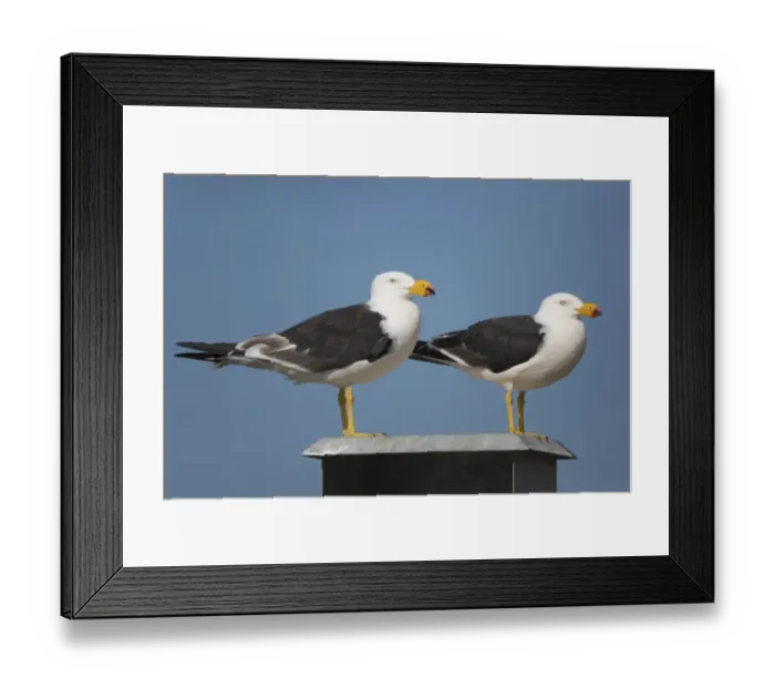 Framed Print : Pacific Gull (Larus pacificus georgii) two adults, standing on pier, Kangaroo Island, South Australia, Australia