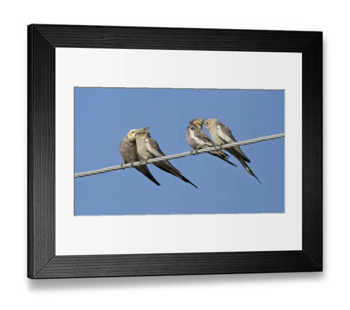 Framed Print : Cockatiel (Nymphicus hollandicus) two adult pairs, mutual preening and bonding, perched on powerline, Queensland Framed Print : Cockatiel (Nymphicus hollandicus) two adult pairs, mutual preening and bonding, perched on powerline, Queensland
