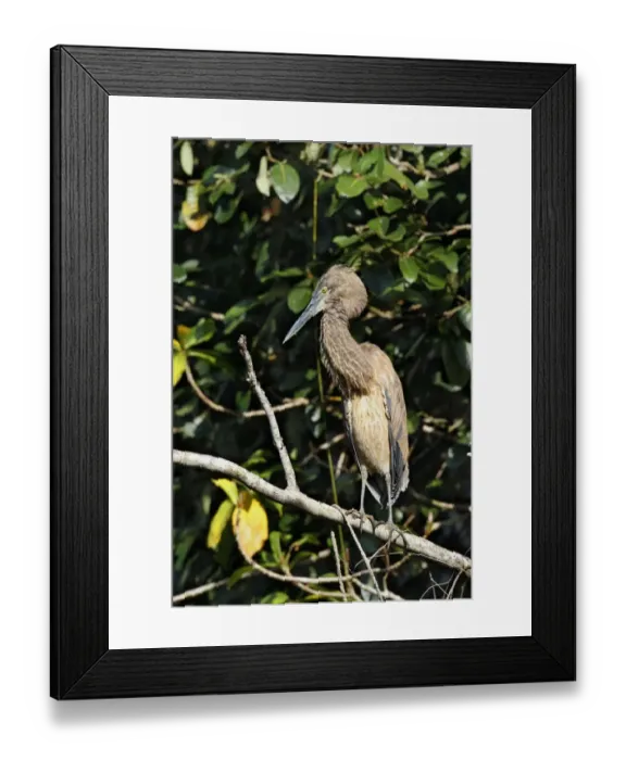 Framed Print : Great-billed Heron (Ardea sumatrana) immature, standing on branch, Daintree River, Daintree N. P Framed Print : Great-billed Heron (Ardea sumatrana) immature, standing on branch, Daintree River, Daintree N. P