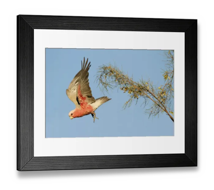 Framed Print : Galah (Eolophus roseicapillus) adult, in flight, taking off from tree in evening sunlight, Uluru-Kata Tjuta N. P