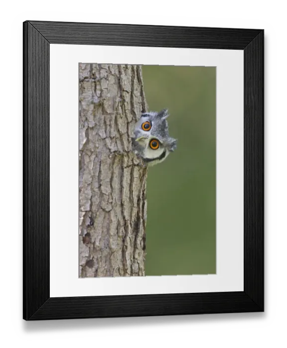 Framed Print : White-faced Scops-owl (Otus leucotis) adult, looking out from hole in tree trunk (captive) Framed Print : White-faced Scops-owl (Otus leucotis) adult, looking out from hole in tree trunk (captive)