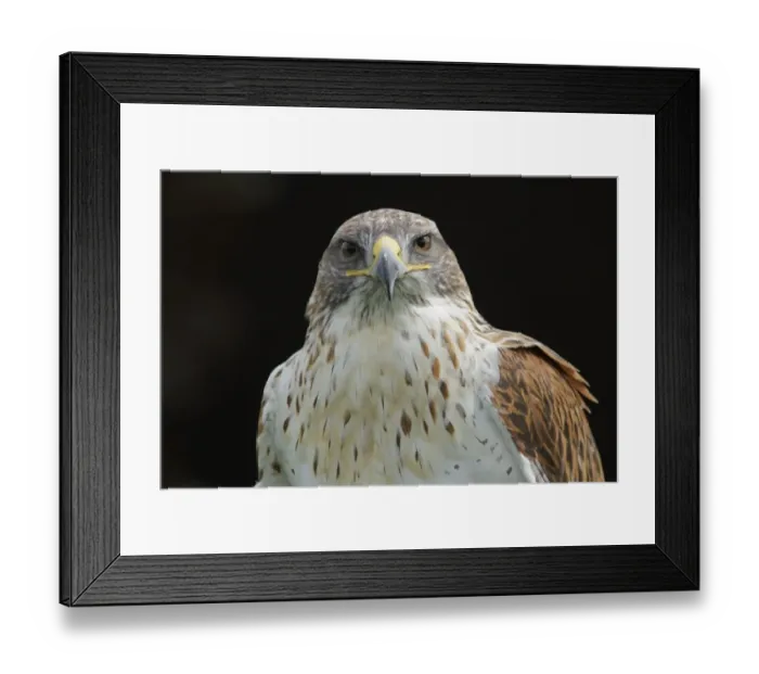 Framed Print : Ferruginous Hawk (Buteo regalis) adult, close up of head and chest (captive) Framed Print : Ferruginous Hawk (Buteo regalis) adult, close up of head and chest (captive)