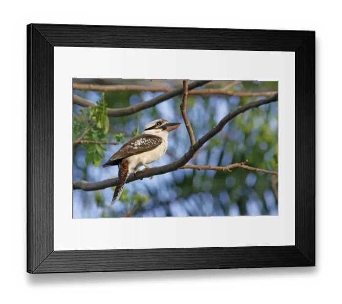 Framed Print : Laughing Kookaburra (Dacelo novaeguineae) adult, perched on branch, Kingfisher Park, Atherton Tableland Framed Print : Laughing Kookaburra (Dacelo novaeguineae) adult, perched on branch, Kingfisher Park, Atherton Tableland