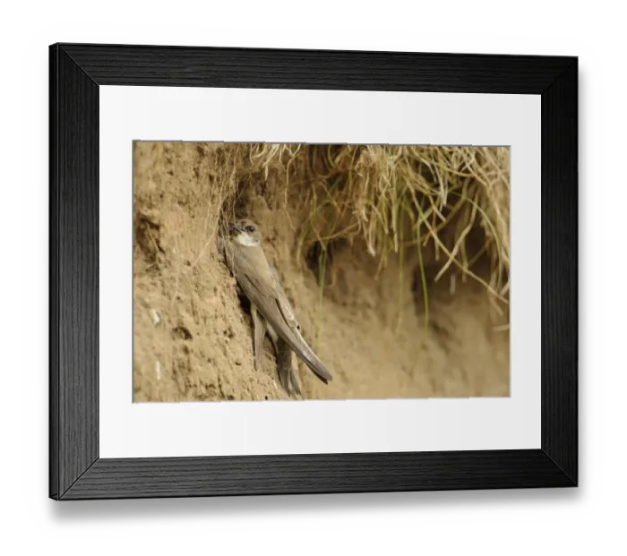 Framed Print : Sand Martin (Riparia riparia) adult feeding chicks, at nesthole entrance in sandbank, River Dove, Staffordshire Framed Print : Sand Martin (Riparia riparia) adult feeding chicks, at nesthole entrance in sandbank, River Dove, Staffordshire