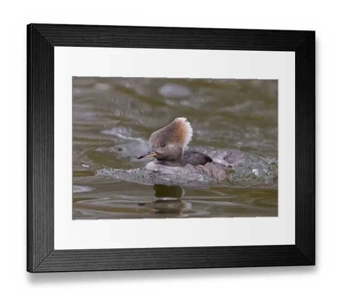 Framed Print : Hooded Merganser (Lophodytes cucullatus) adult female, swimming, Pensthorpe Nature Reserve, February (captive) Framed Print : Hooded Merganser (Lophodytes cucullatus) adult female, swimming, Pensthorpe Nature Reserve, February (captive)