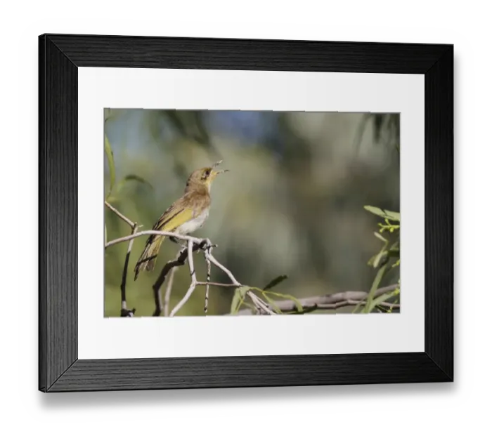 Framed Print : Brown Honeyeater (Lichmera indistincta) adult, singing, perched on twig, Red Centre, Northern Territory, Australia Framed Print : Brown Honeyeater (Lichmera indistincta) adult, singing, perched on twig, Red Centre, Northern Territory, Australia