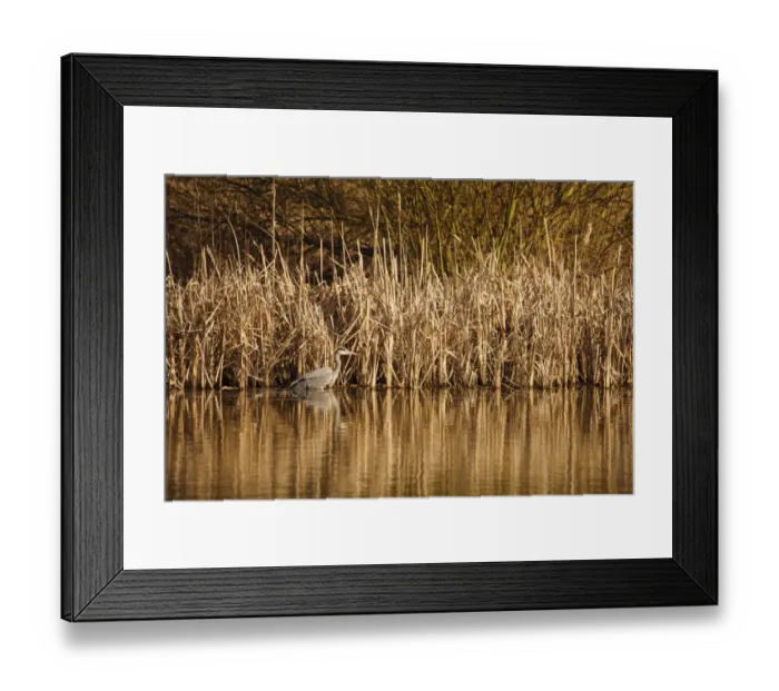 Framed Print : Grey Heron (Ardea cinerea) adult, hunting in water at edge of reedbed, Upton Warren, Warwickshire, England, March Framed Print : Grey Heron (Ardea cinerea) adult, hunting in water at edge of reedbed, Upton Warren, Warwickshire, England, March