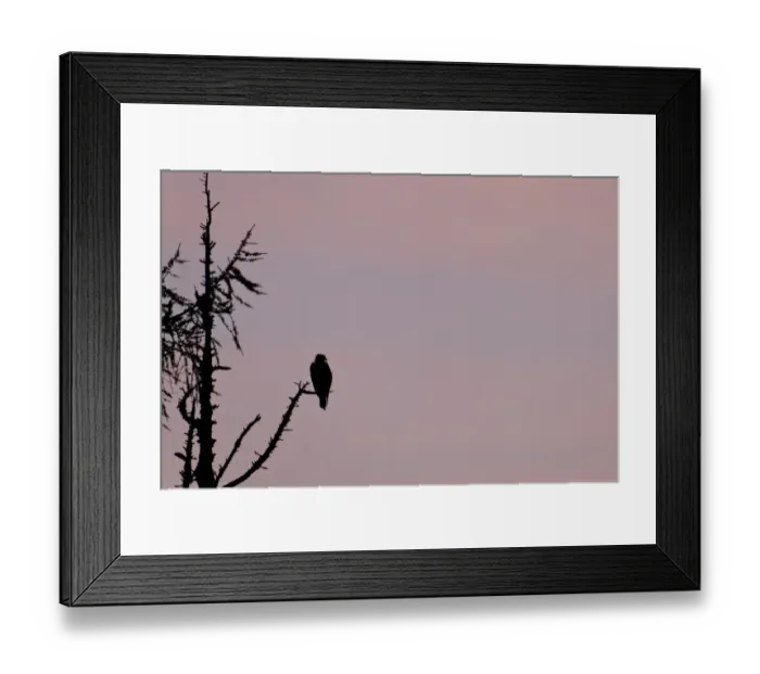 Framed Print : Osprey (Pandion haliaetus) adult, perched in tree, silhouetted at dusk, Cairngorms N. P Framed Print : Osprey (Pandion haliaetus) adult, perched in tree, silhouetted at dusk, Cairngorms N. P