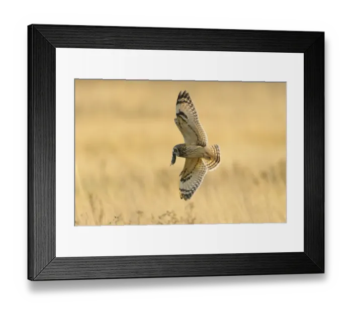 Framed Print : Short-eared Owl (Asio flammeus) adult, in flight, hunting over field, with vole prey in beak, Worlaby Carrs Framed Print : Short-eared Owl (Asio flammeus) adult, in flight, hunting over field, with vole prey in beak, Worlaby Carrs