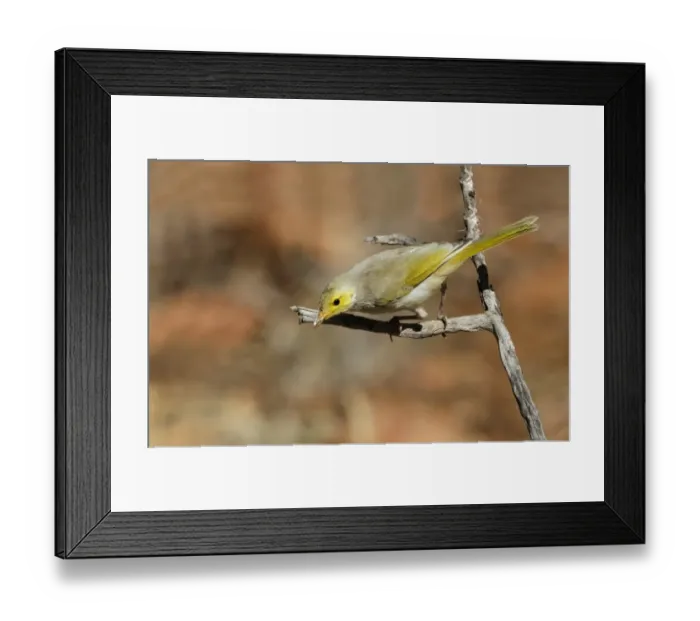 Framed Print : White-plumed Honeyeater (Lichenostomus penicillatus) immature, perched on twig, Ormiston Gorge, West MacDonnell N. P Framed Print : White-plumed Honeyeater (Lichenostomus penicillatus) immature, perched on twig, Ormiston Gorge, West MacDonnell N. P