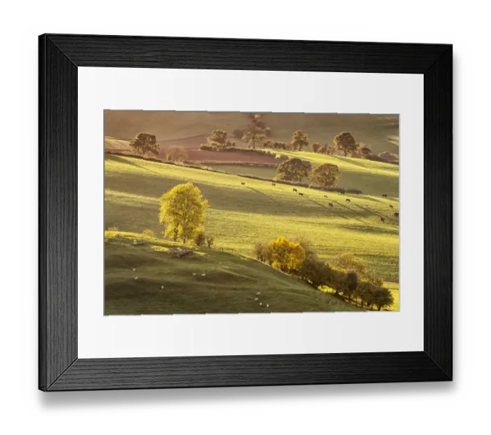 Framed Print : View of sheep flock and cattle herd grazing on backlit pasture at dawn, Cobblers Plain, Usk Valley, Monmouthshire Framed Print : View of sheep flock and cattle herd grazing on backlit pasture at dawn, Cobblers Plain, Usk Valley, Monmouthshire